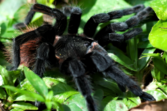 Tarántula de abdomen rojo en Aguateca