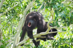 Wildnature at Petén, Guatemala