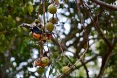 Toucan, near el Mirador