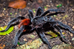 Tarantula at El Mirador