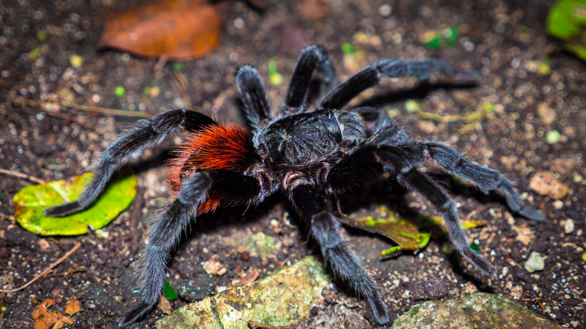 Tarantula at El Mirador