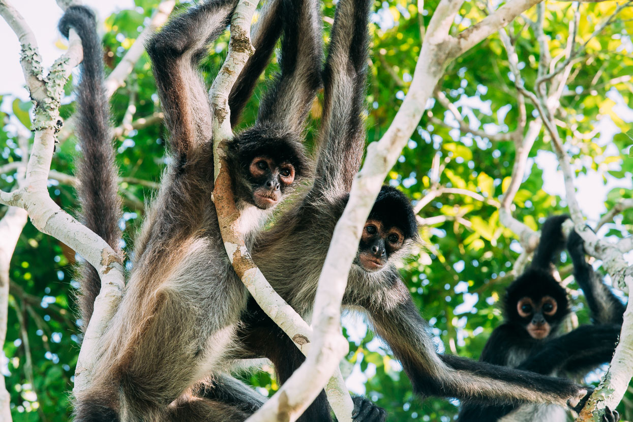 Monkeys at El Mirador