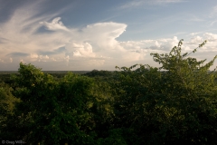 View from the north pyramid in Tintal