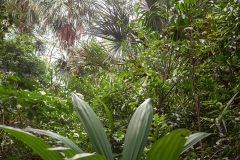 vegetacion-2