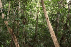 vegetacion-3