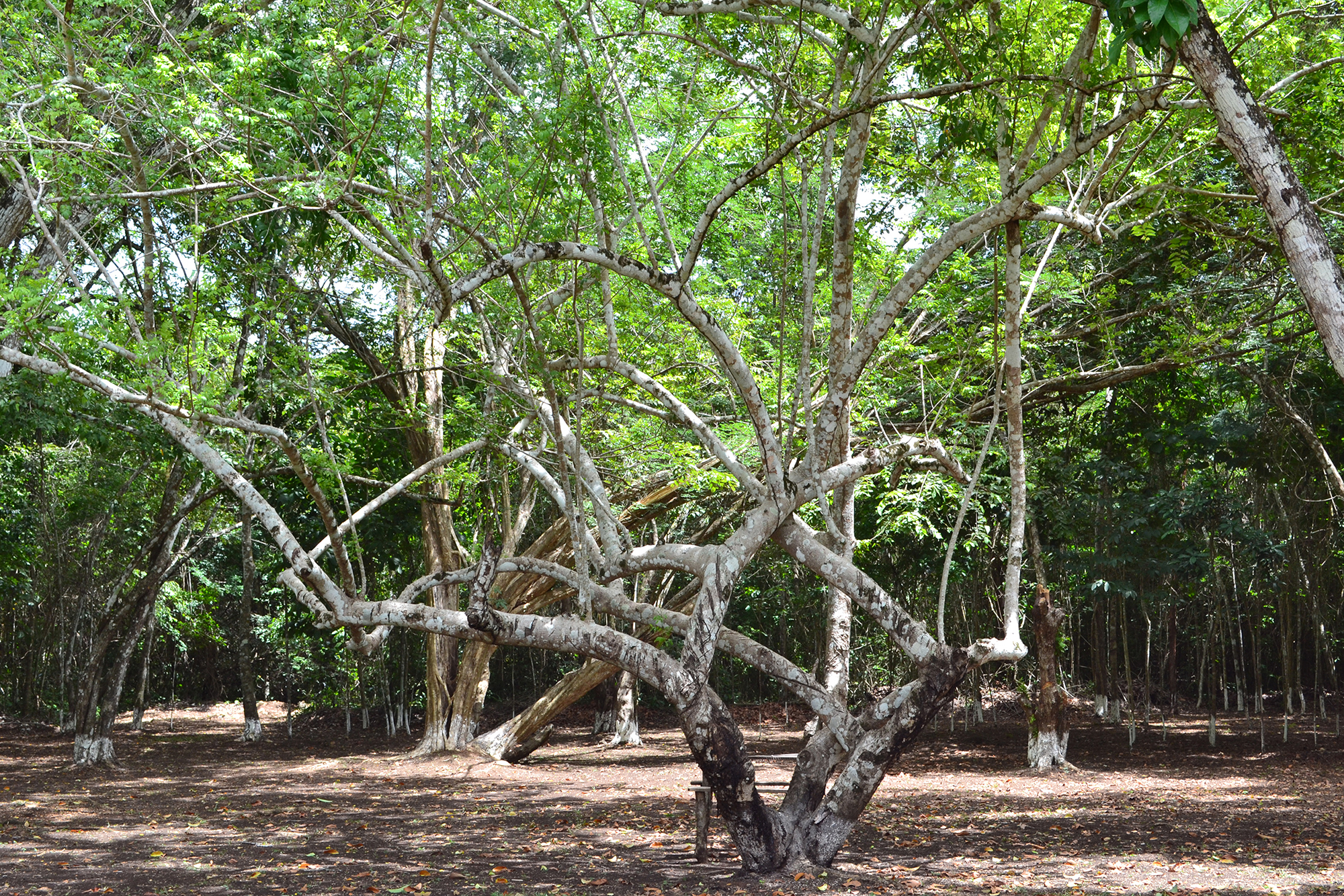Refugio de Vida Silvestre Puerto Arturo