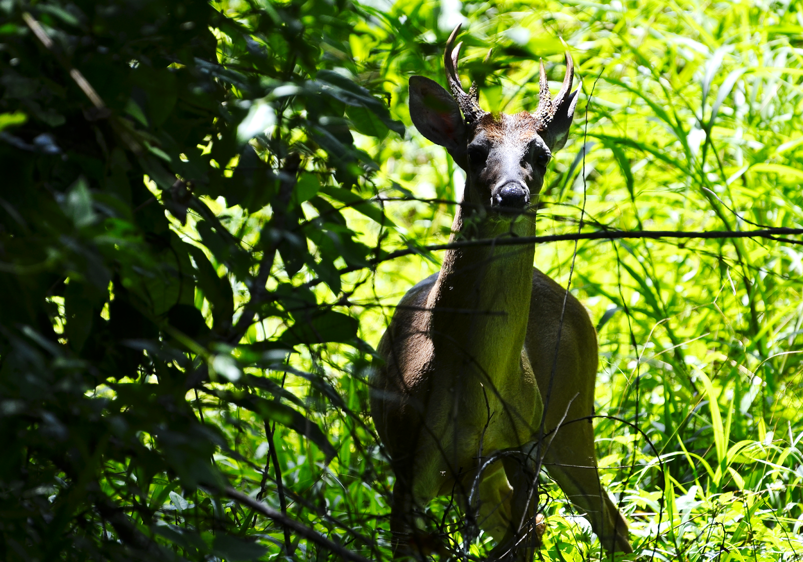 Kej El Venado, camino a Puerto Arturo, San Andrés, Petén