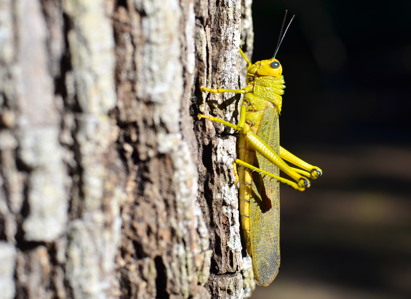 Saltamontes en Puerto Arturo