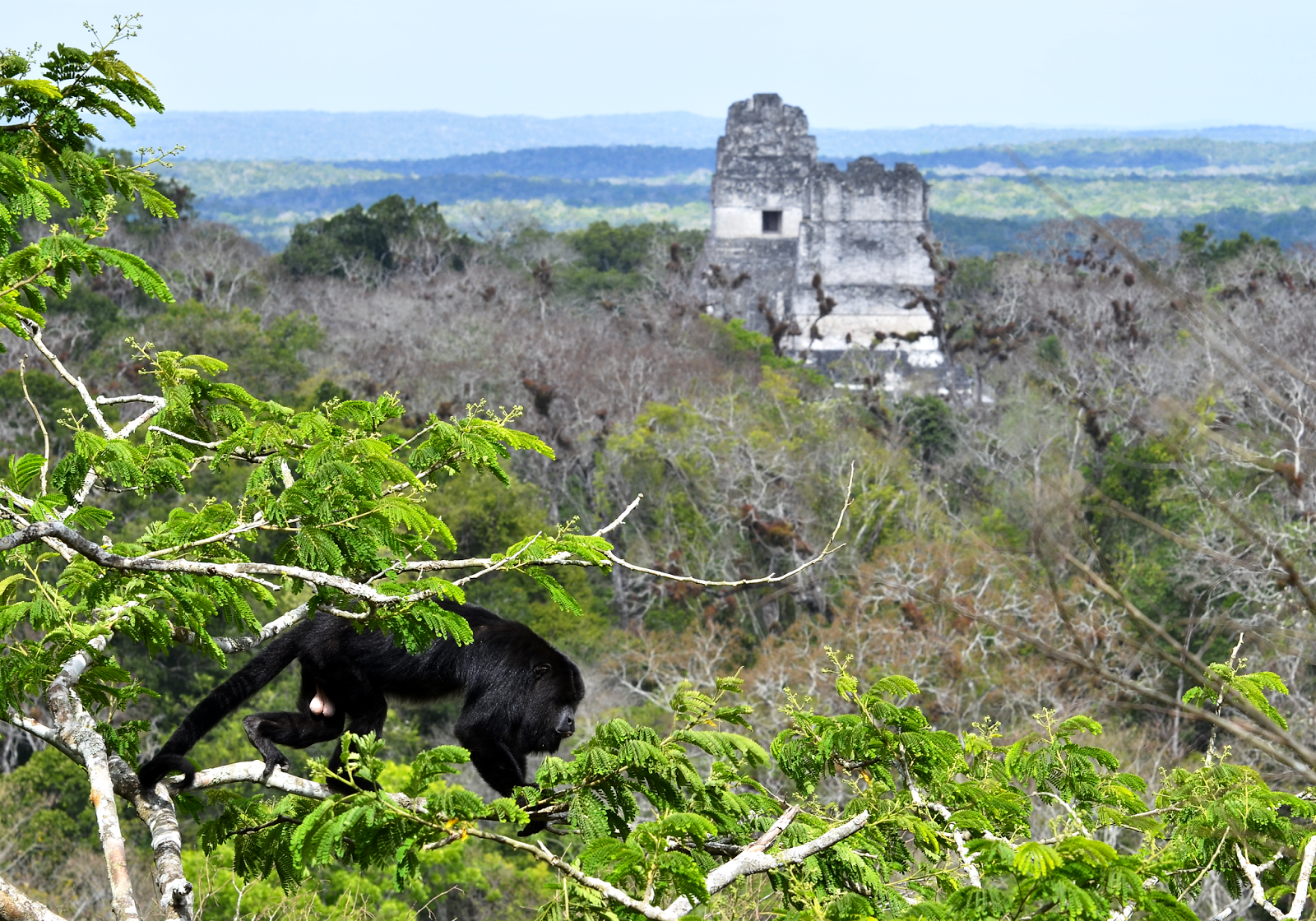 Saraguate at Tikal