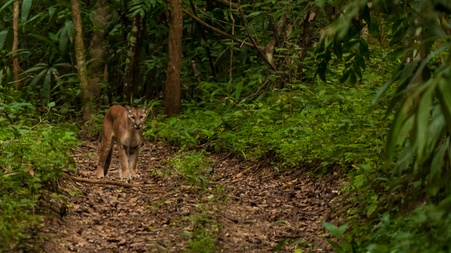 Mountain Lion, Panthera Concolor.