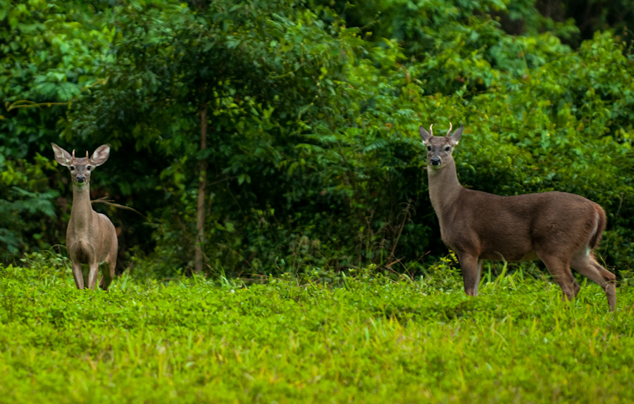 White Tailed deer near the archeological site el Perú-Waká.