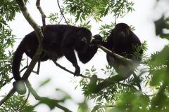 Monos Saraguates en Yaxhá